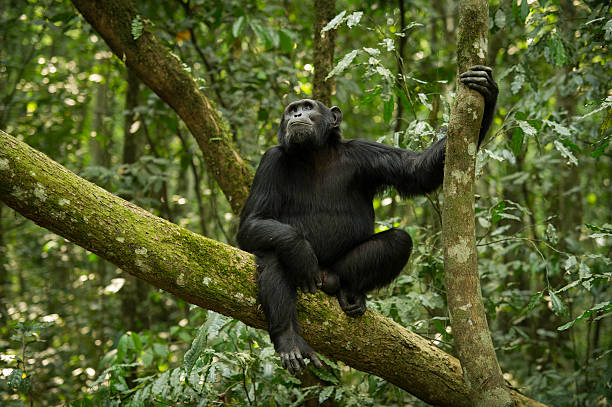 Chimpanzee tracking is one of several primate experiences Baheka organizes outside the gorilla trekking circuit